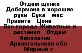 Отдам щенка Добермана в хорошие руки. Сука 5 мес. Привита › Цена ­ 5 000 - Все города Животные и растения » Отдам бесплатно   . Архангельская обл.,Мирный г.